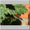 Platycheirus scutatus - Schwebfliege w01.jpg